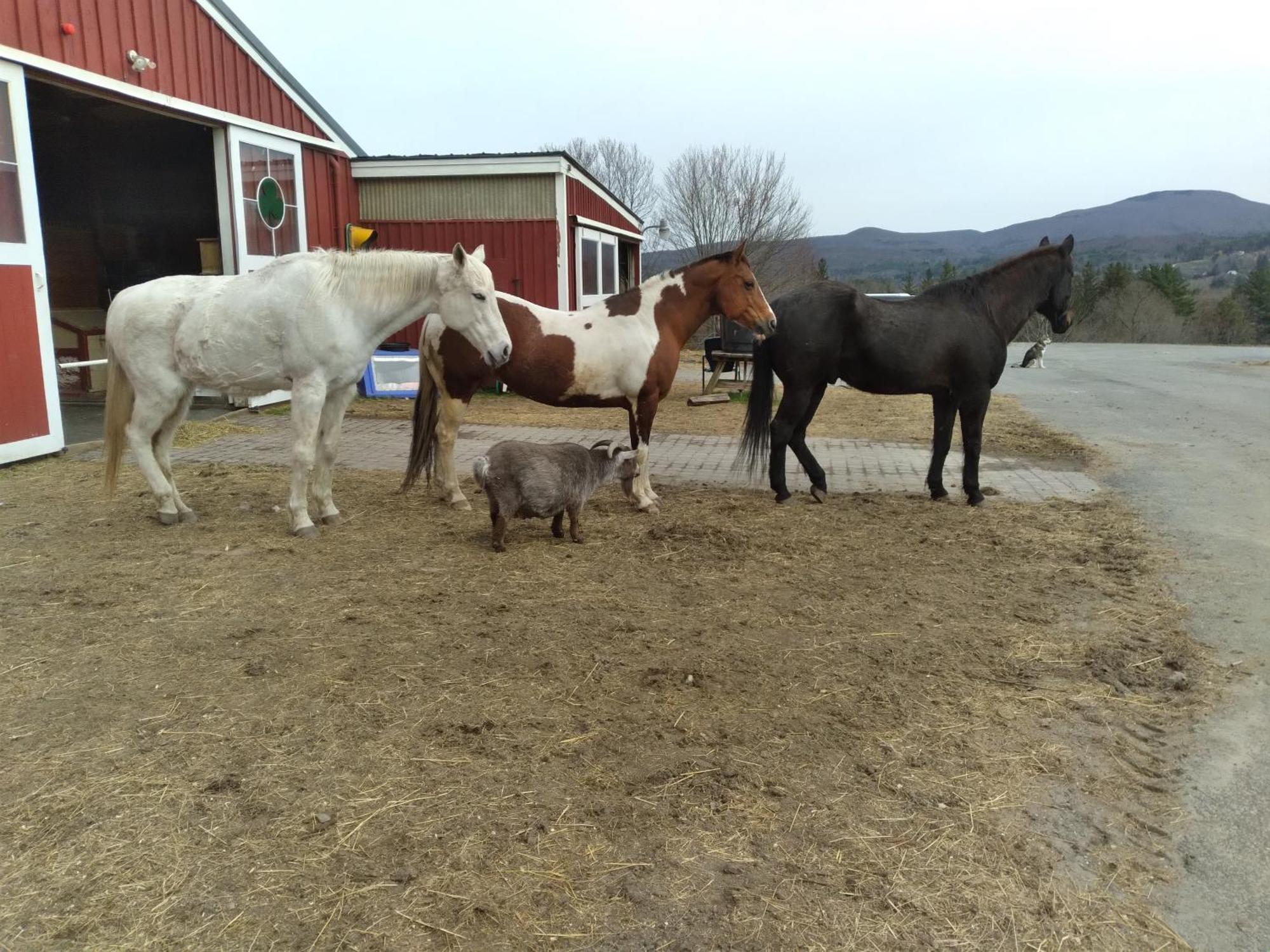 Clover Hill Farm & Country Inn ويليامزتاون المظهر الخارجي الصورة